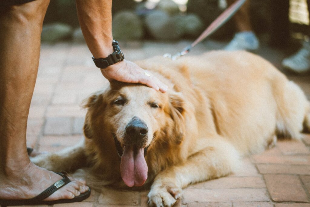 Happy Dog 1024X683